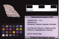 Foto (Objekt + Etiketten) von Gastrodorus sp. (NHMW-GEO-1990-0041-0104)